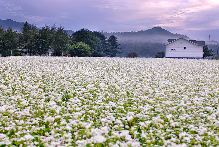 [키노]메밀꽃 피어나는 계절에는....jpg